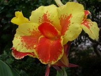 Canna, gelb und rot