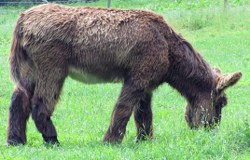 esel-stehend_250x160