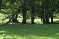 Frühlingssonne im Laubwald