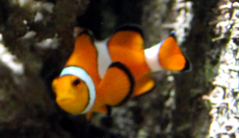 clownsfisch-01_Kopie