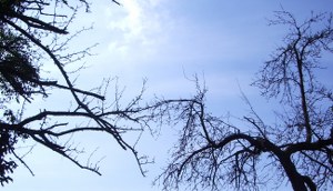 Tote Bäume, schwarze Äste