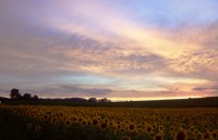 Leuchtende Wolken, Diefenbach