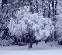 schneebedeckter_baum_2010_204x180 Bad Mingolsheim 25.12.2010