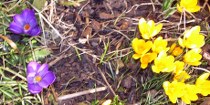 krokusse2011_210x105 Krokusse in Diefenbach 02/2011