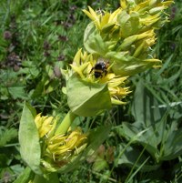 gelber Enzien mit Hummel