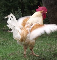 hahn-weiß-2_200x209 weiß-brauner Hahn, Robert