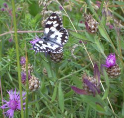 Schachbrettfalter auf Blumenwiese