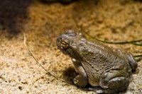 Erdkröte von Dirk Paeschke