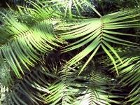 Im Palmengarten Frankfurt/Main