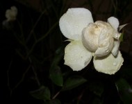 Rose im Dezember - Hoffnung