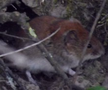 Maus von Robert-2 Maus vor dem Bau