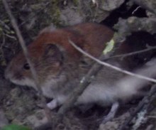 Maus von Robert_220x183 Maus vor dem Loch