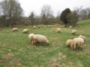 schafe-01-dief_180x135