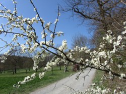 schwarzdorn-blüht-2_250x188 printemps 2012