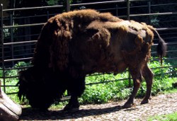 bison-06-mulhouse_250x171