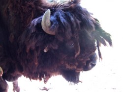 bison-07_250x188