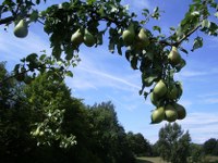 birnen110814_200x150