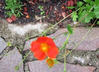 IMG_0017_Kopie_200x146