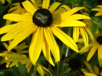 biene-01-auf-sonnenhut_200x150