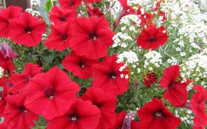 petunien-rot-01_300x187