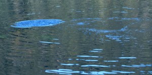 waldsee-10-2_300x148