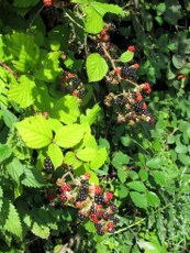 brombeeren-03_173x230