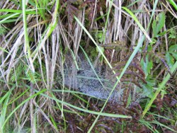 spinnennetz-11_250x188