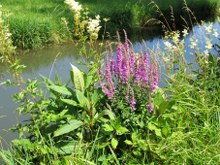 wiesenbach-02_220x165