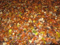 bunte-blätter-03_200x150