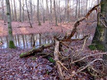 waldweiher-02_220x165