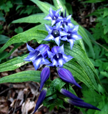 schwalbenschwanzenzian-04