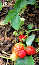 erdbeeren-september2014-01-klein