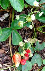 erdbeeren-september2014-03klein