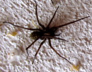 schwarze-spinne-04-klein