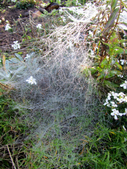 spinnweben-03-20141102