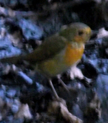 rotkehlchen-01