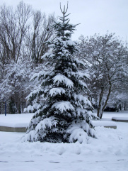 tanne-schnee
