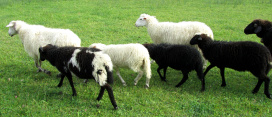 schafe-17-klein