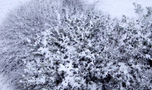 büsche im schnee