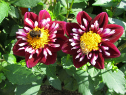 dahlie-rot-weiß-07-biene-hummel