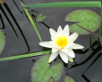 seerose-weiß-01-klein