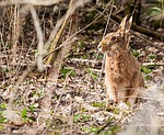 Hase