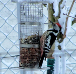 specht-futter-01
