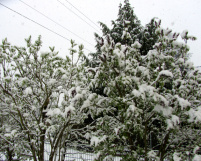 flieder-im-schnee_Kopie