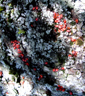 feuerwanzen-01-klein